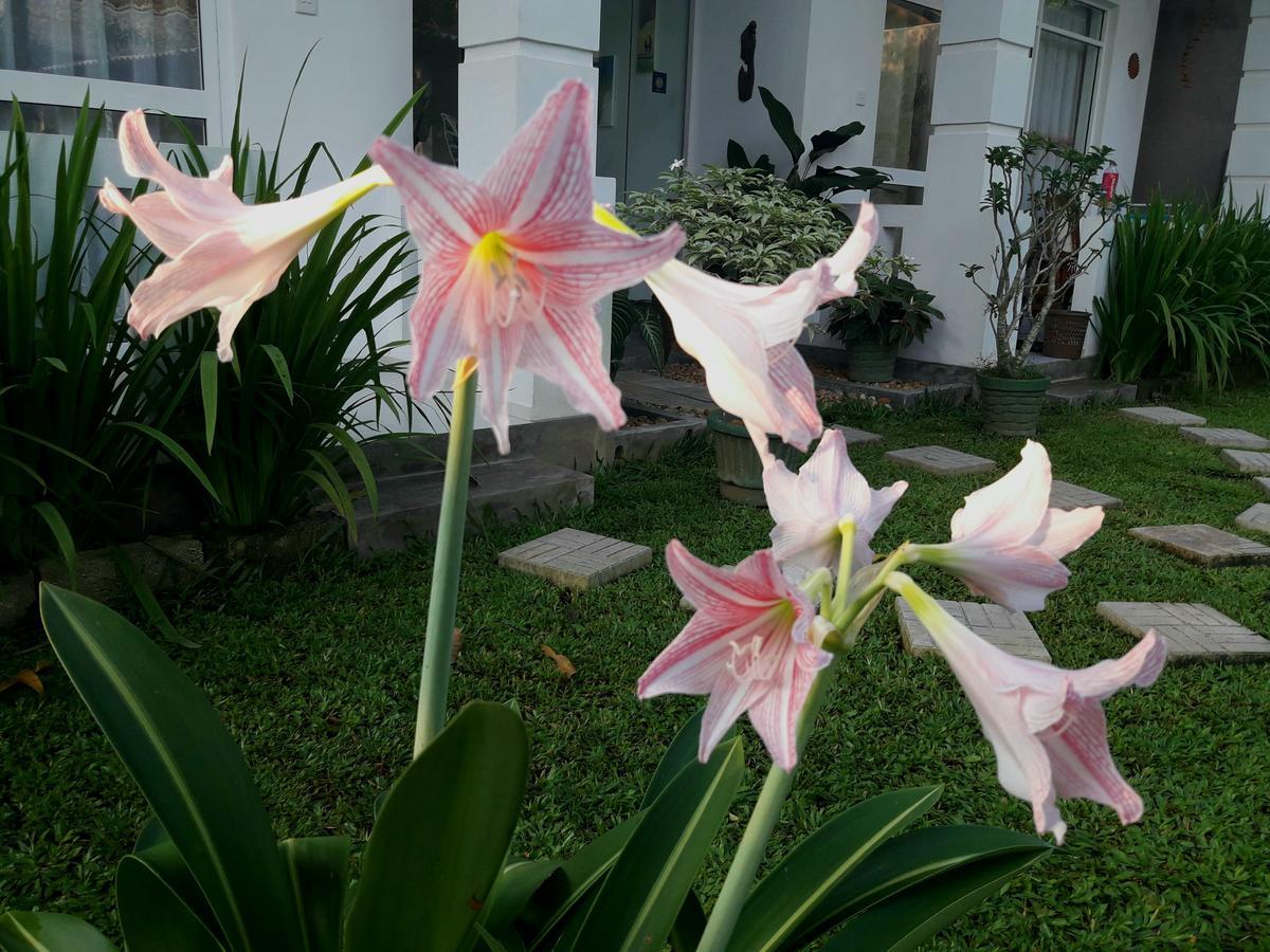 Villa Olga Unawatuna Exterior foto